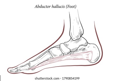 Medical illustration of Abductor Hallucis muscle foot, side view of the foot. See through the skin, see the metatarsal bones and muscles of the feet. Line drawings for medicine and sports science.