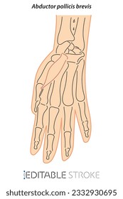 Medical illustration of Abductor pollicis brevis hands muscle. Line drawings See through the skin, editable stroke vector for student learning, medicine, and sports science.