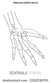 Medical illustration of Abductor pollicis brevis hands muscle. Line drawings editable stroke vector for student learning, medicine, and sports science.