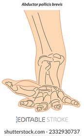 Medical illustration of Abductor pollicis brevis hands muscle. Line drawings See through the skin, editable stroke vector for student learning, medicine, and sports science.