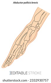 Medical illustration of Abductor pollicis brevis hands muscle. Line drawings See through the skin, editable stroke vector for student learning, medicine, and sports science.