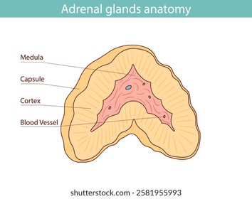 Medical illustration of adrenal glands and kidneys drawn by hand.