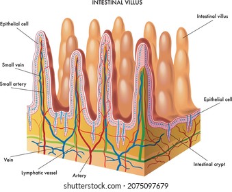 Medical Illustration Of Anatomy Of The Intestinal Villus.