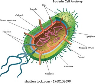 Medical illustration of the bacteria cell anatomy, with annotations.