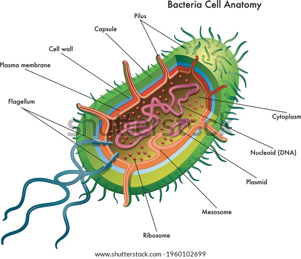 Medical illustration of the bacteria cell\
anatomy, with\
annotations.