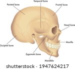 Medical illustration of basic skull anatomy, with annotations.