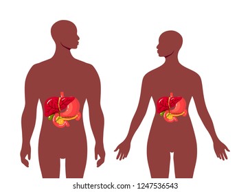 Medical illustration of the bile duct and surrounding organs inside of black female and male body. Simple vector illustration in flat style.