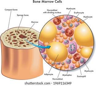 Medical Illustration Of The Composition Of Bone Marrow Cells.