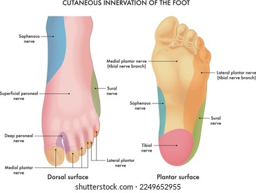 Ilustración médica de la inervación cutánea del pie, con anotaciones.