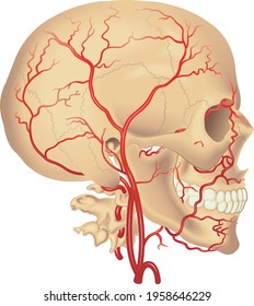 Medical illustration of the distribution of the carotid artery.