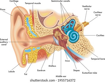 Medical illustration of ear anatomy, with annotations.