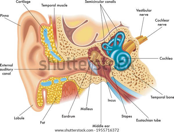 Medical\
illustration of ear anatomy, with\
annotations.