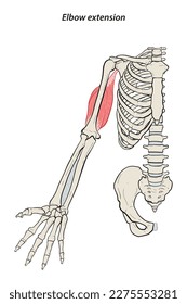 Medical illustration Elbow extension