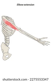 Medical illustration Elbow extension