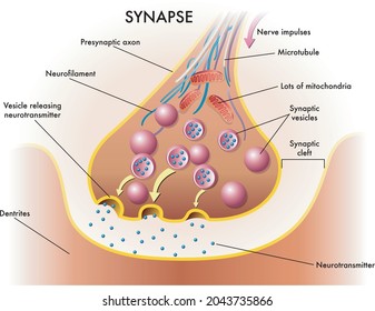 Medical illustration of elements of synapse.