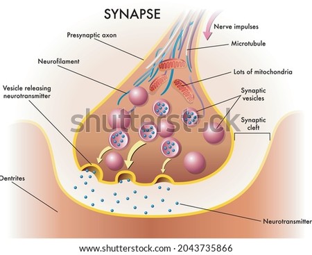 Medical illustration of elements of synapse.