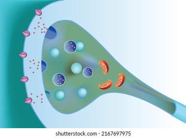Medical illustration of elements of synapse. Vector scientific icon structure synapse. Description of the anatomy of the neuron synapse. Illustration of synapse structure in flat minimalism style.