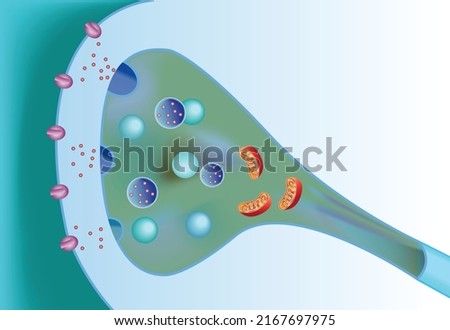 Medical illustration of elements of synapse. Vector scientific icon structure synapse. Description of the anatomy of the neuron synapse. Illustration of synapse structure in flat minimalism style.