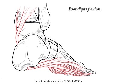 Medical illustration of Foot digits flexion muscles acting on the foot span from above the knee to various points on the foot skeleton. Line drawing for medicine, student learning, and sports science.