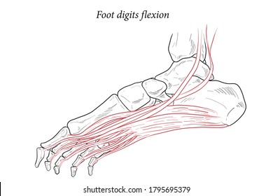 Medical illustration of Foot digits flexion muscles acting on the foot span from above the knee to various points on the foot skeleton. Line drawing for medicine, student learning, and sports science.