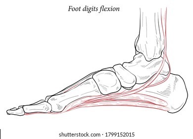 Medical illustration of Foot digits flexion muscles acting on foot span from above the knee to various points on foot skeleton. Specialized images for medicine, student learning, and sports science.