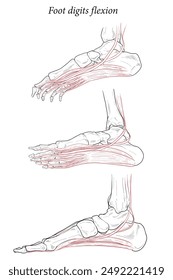 Ilustración médica de los músculos de flexión de los dedos del pie que actúan sobre la envergadura del pie desde arriba de la rodilla hasta varios puntos en el esqueleto del pie. Dibujo de líneas para medicina, aprendizaje de estudiantes y ciencias del deporte.