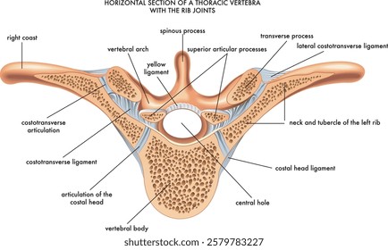 Medical illustration of a horizontal section of a thoracic vertebra, with annotations.