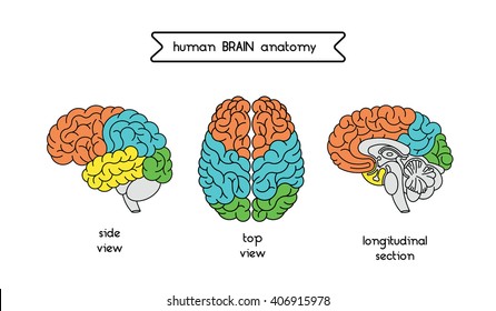 Medical illustration of human brain. Human brain illustration made in vector in lineal flat style. Isolated brain top view, side view and section. Vector human cerebrum illustration.