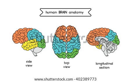 Medical illustration of human brain. Human brain illustration made in vector in lineal flat style. Isolated brain top view, side view and section. Vector human cerebrum illustration.