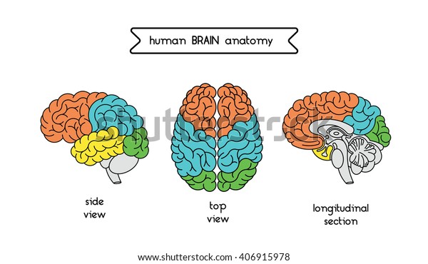 人間の脳の医療イラスト 直線的な平らなスタイルのベクター画像で作られた人間の脳イラスト 分離型脳の上面図 側面図 断面図 ベクター画像のヒトの大脳 イラスト のベクター画像素材 ロイヤリティフリー