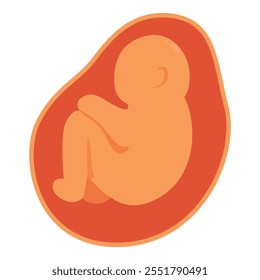 Medical illustration of a human fetus developing inside the placenta, representing the stages of pregnancy and prenatal growth