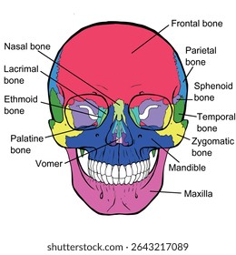 
Medical illustration of the human skull with bones labeled in English and color-coded for clarity. Digitally hand-drawn front view. Suitable for anatomy study and science education.