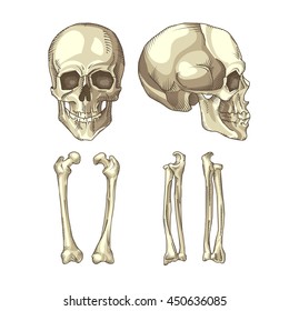 Medical illustration of the human skull and bones