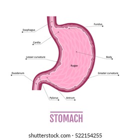 Medical Illustration Human Stomach Peptic Ulcer Stock Illustration ...