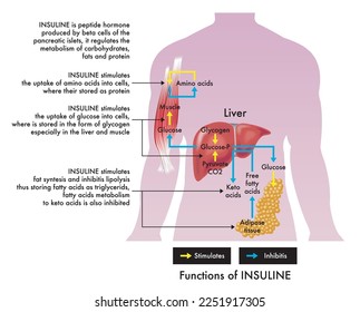 Medizinische Veranschaulichung der Insulinfunktionen mit Anmerkungen.