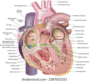 Medical illustration of internal anatomy of the heart, with annotations.