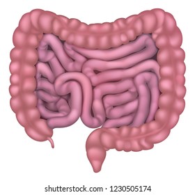 Medical illustration of intestines or gut human digestive system