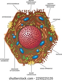 Ilustración médica de la estructura de las células hepáticas.