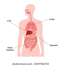 Medical illustration liver, lungs, small intestine, stomach Internal organs	