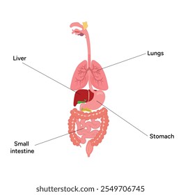 Medical illustration liver, lungs, small intestine, stomach Internal organs	