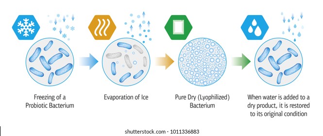 Medical illustration of the lyophilization process of probiotic bacteria.