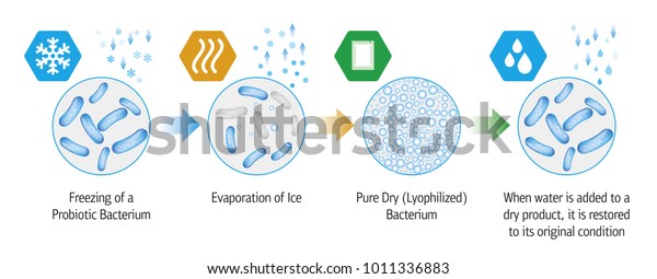 プロバイオタクリアの凍結乾燥過程の医療イラスト のベクター画像素材 ロイヤリティフリー