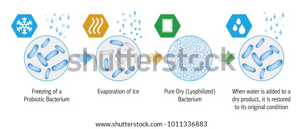 プロバイオタクリアの凍結乾燥過程の医療イラスト のベクター画像素材 ロイヤリティフリー 1011336883