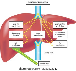 Medical illustration of the main functions and the anatomy of the human liver.