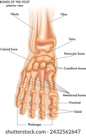 Medizinische Illustration der wichtigsten Teile der Knochen des Fußes in der Vorderansicht, mit Anmerkungen.