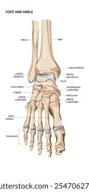 medizinische Illustration des normalen menschlichen Fußknöchels mit Anmerkungen. Vektorgrafik