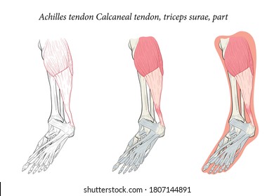 Medical Illustration Oblique Bottom View Of Foot Achilles Tendon Calcaneal Tendon, Triceps Surae, Part. Specialized Images For Medicine, Student Learning, And Sports Science.