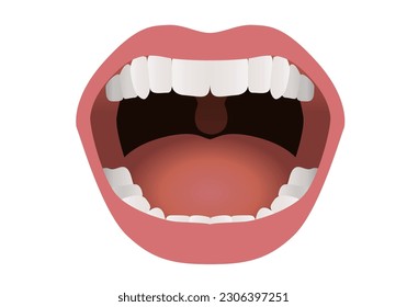 Medical illustration of an open mouth showing teeth, tongue and lips.