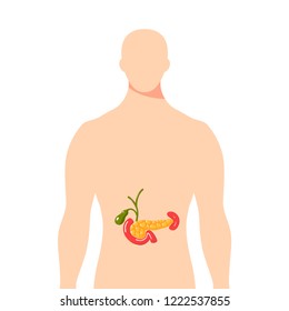 Medical illustration of the pancreas and surrounding organs inside of male body. Simple vector illustration in flat style.