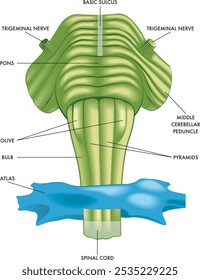 Medizinische Illustration eines Teils des Hirnstamms mit den Hauptorganen, begleitet von Anmerkungen.